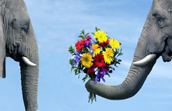 泰国大象调皮“玩自拍”引轰动	照片版权该归谁？