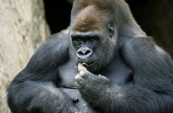 #IP晨报#日本动物园为帅气猩猩注册商标 受大批女性追捧
