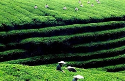 #晨报#中国已成为全球最大农业专利产出贡献国；绿森林硅藻泥打假系列十一：People green forest 商标被裁无效