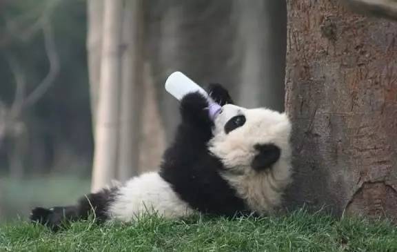 【科技情报】一文解惑配方奶粉的所有问题！