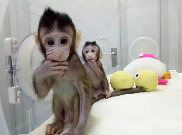 克隆猴诞生，尖端生物技术可以通过申请专利来保护吗？