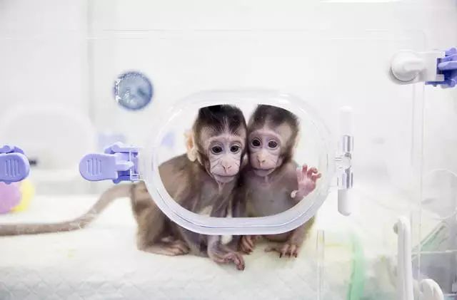 克隆猴诞生，尖端生物技术可以通过申请专利来保护吗？
