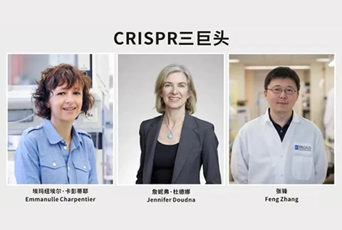张锋赢得专利、憾失诺奖，细数CRISPR基因编辑三巨头之间的爱恨情仇