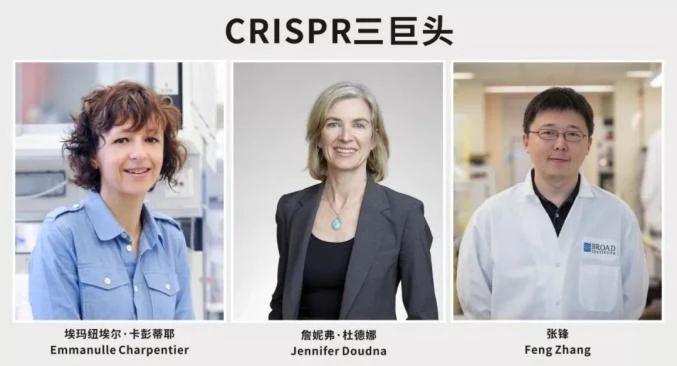 张锋赢得专利、憾失诺奖，细数CRISPR基因编辑三巨头之间的爱恨情仇