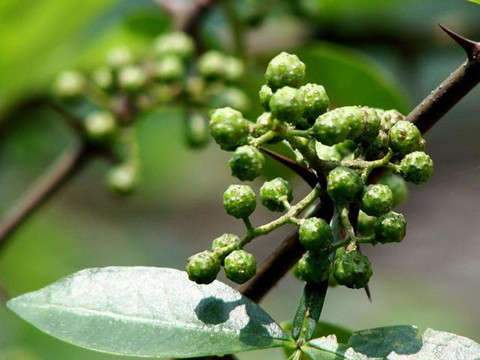 “青花椒”注册在餐饮服务上究竟缺显吗？