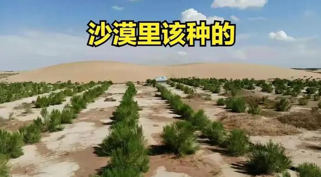 从专利申请的角度浅析沙漠种树技术