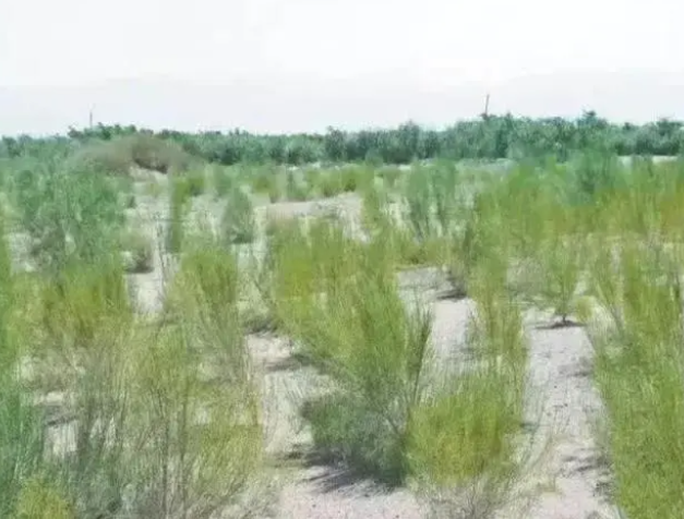 从专利申请的角度浅析沙漠种树技术 从专利申请的角度浅析沙漠种树技术