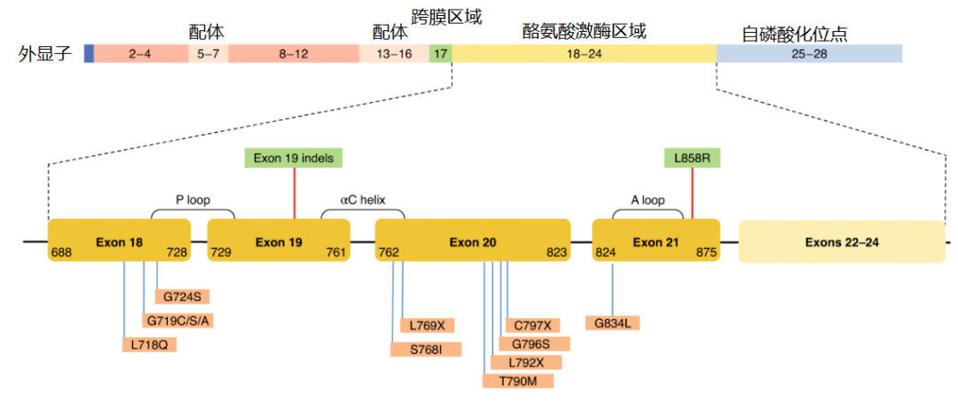 价值140亿元的化合物专利规避，阿斯利康哭了（研发和IP必读，专利规避这一篇就够了）