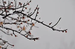 冬至月，寒风起！行业焦点争不休，连花清瘟不断更